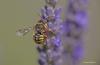 Anthidium sp.